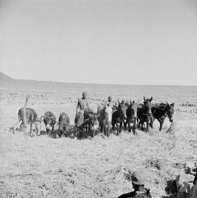 Anti-Atlas/ Le travail sur une aire de battage. Chaque famille importante possède sa propre aire de battage. Elle peut être si vaste que dix animaux en ligne peuvent y travailler autou